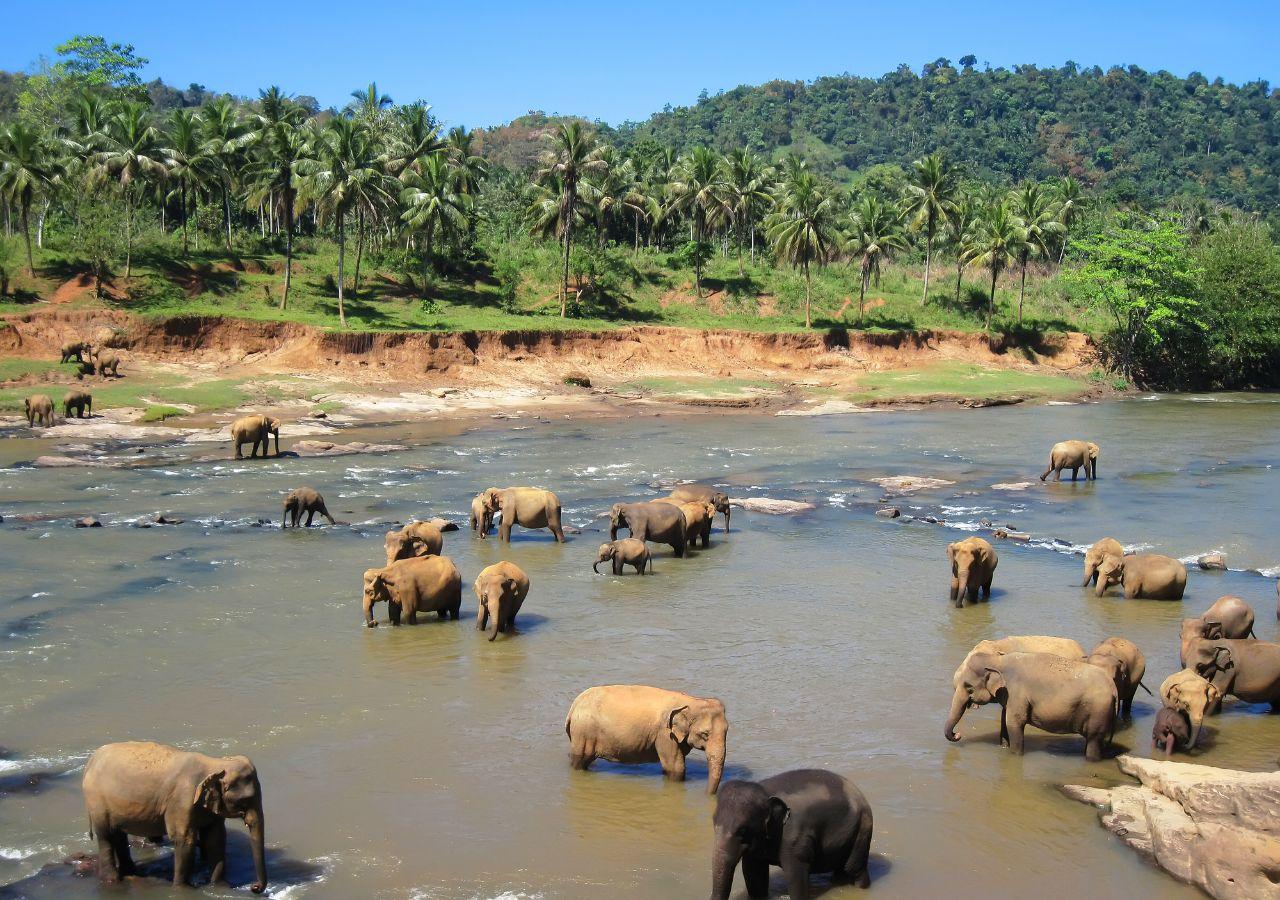 Wildlife Safaris in Yala and Udawalawe